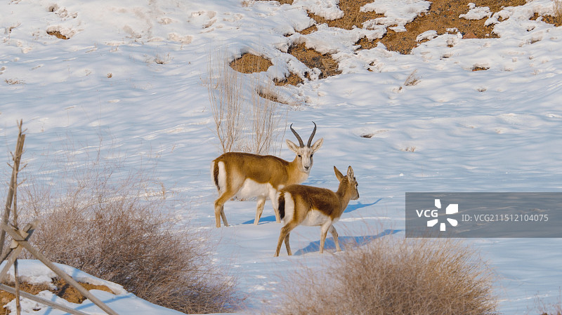 鹅喉羚图片素材