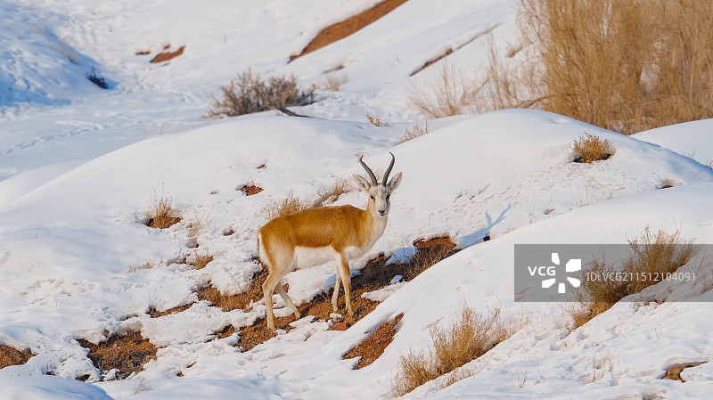 鹅喉羚图片素材