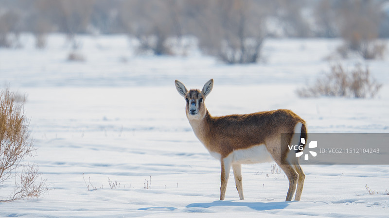 鹅喉羚图片素材