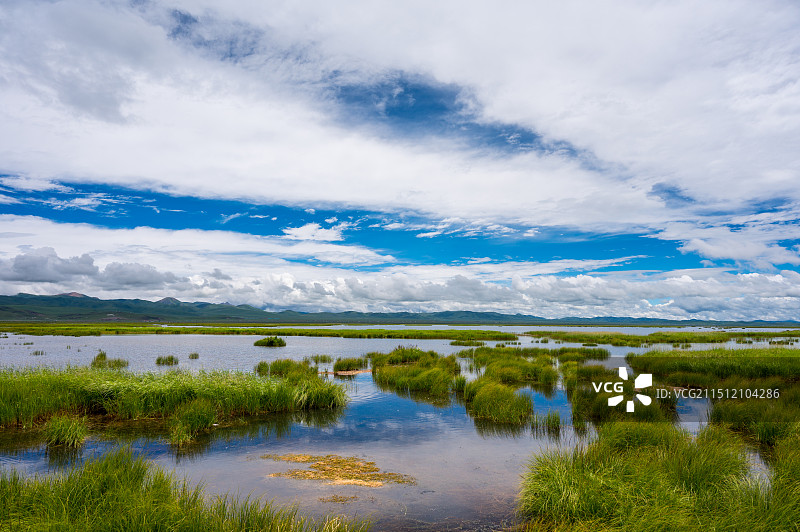 若尔盖：湿地、水鸟、野花图片素材