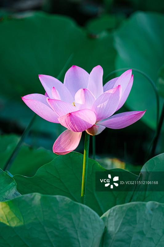 龙潭西湖公园晨光下的荷花图片素材