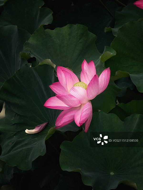 文化公园里的荷花盛开，绿叶红花图片素材