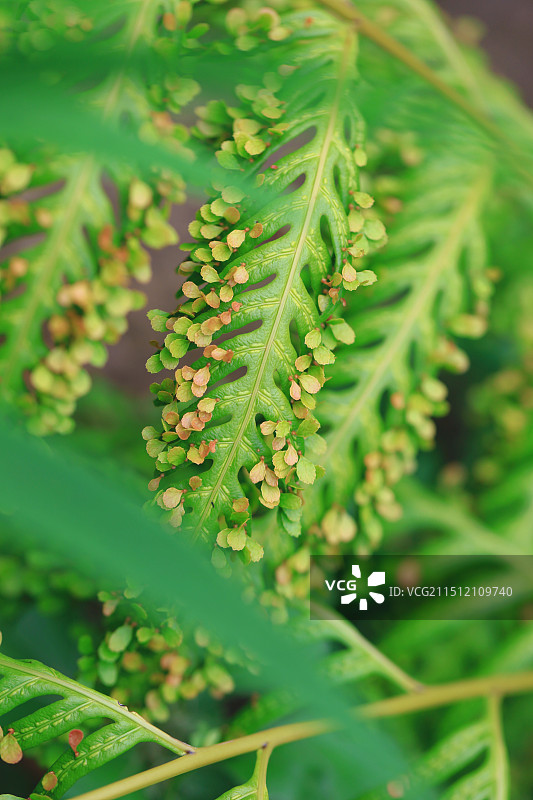 乌毛蕨珠芽狗脊图片素材