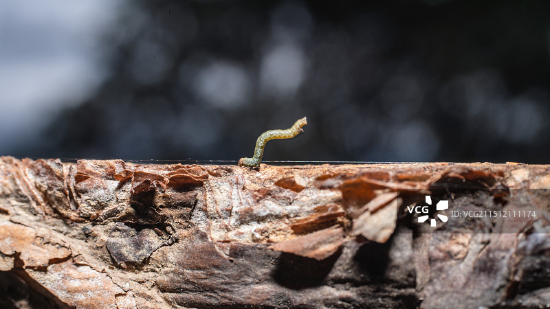 尺蠖特写图片素材