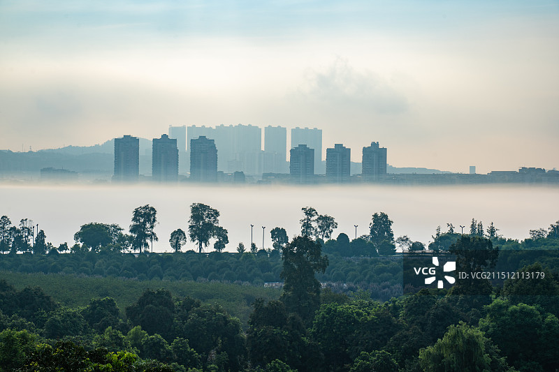 张坝桂圆林图片素材