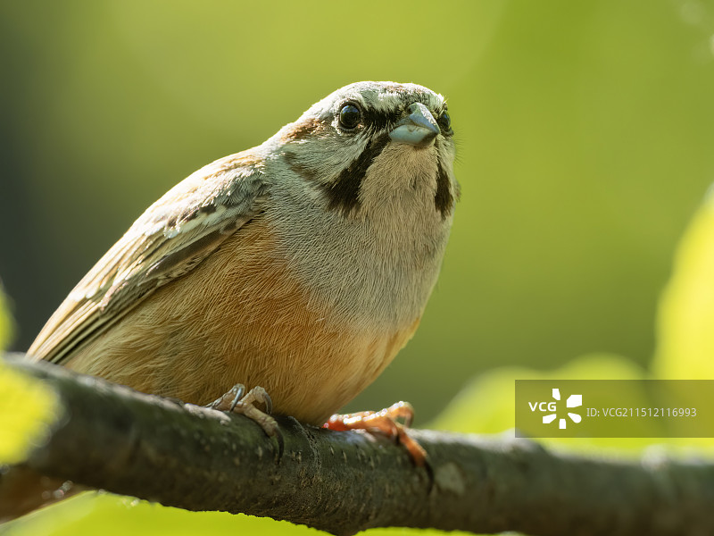 灰眉岩鹀图片素材