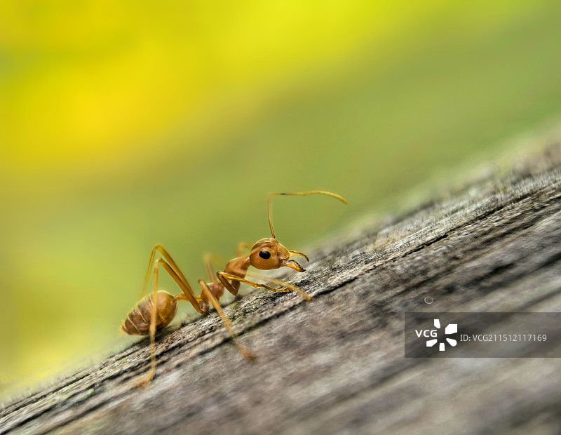 蚂蚁图片素材