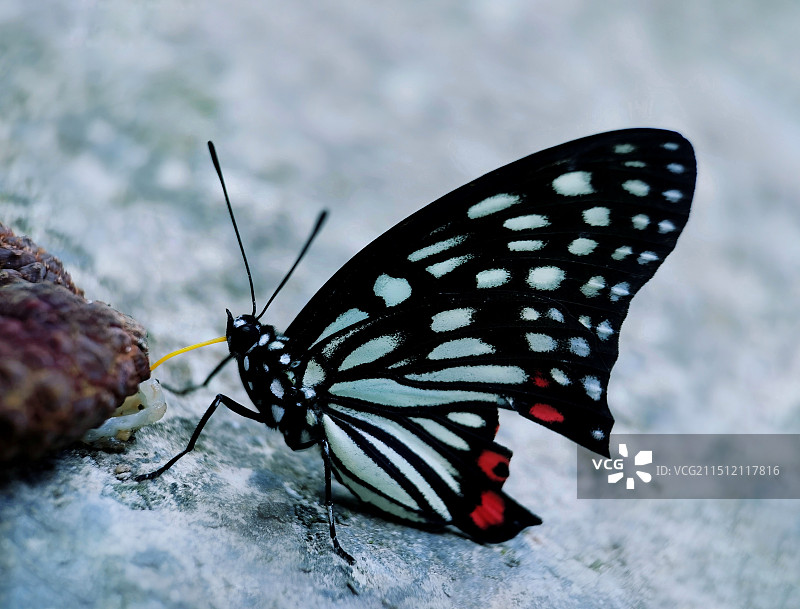 恋恋不舍图片素材