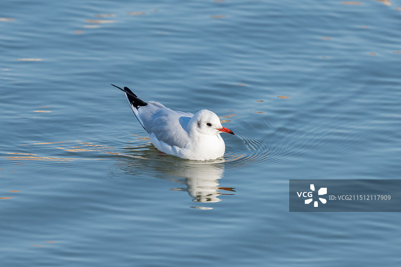 休息的红嘴鸥图片素材