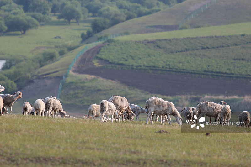 湿地背景草地上羊群长焦特写图片素材