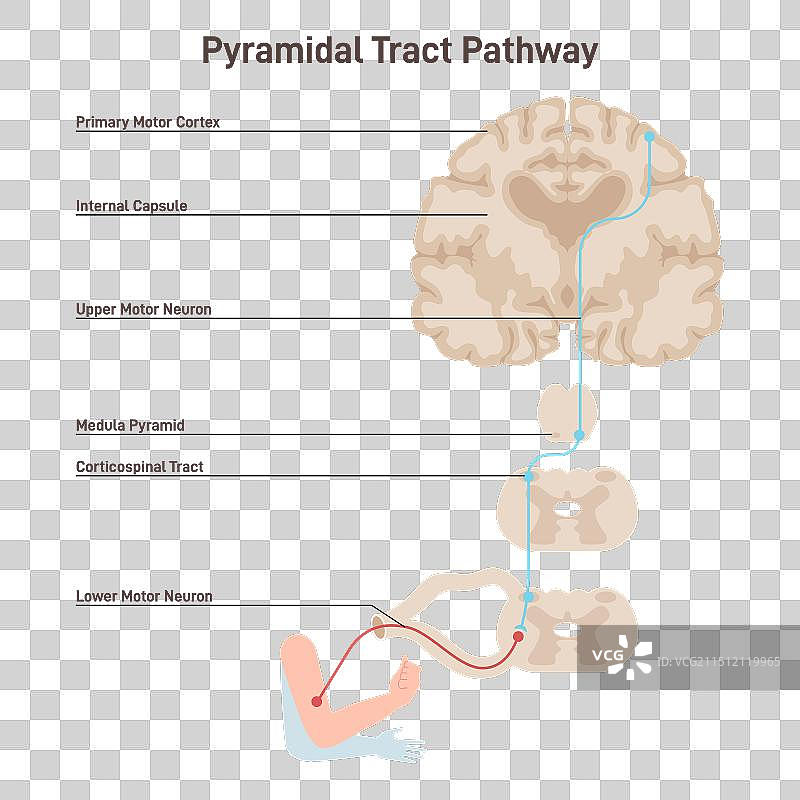 锥体束通路躯体神经系统图片素材
