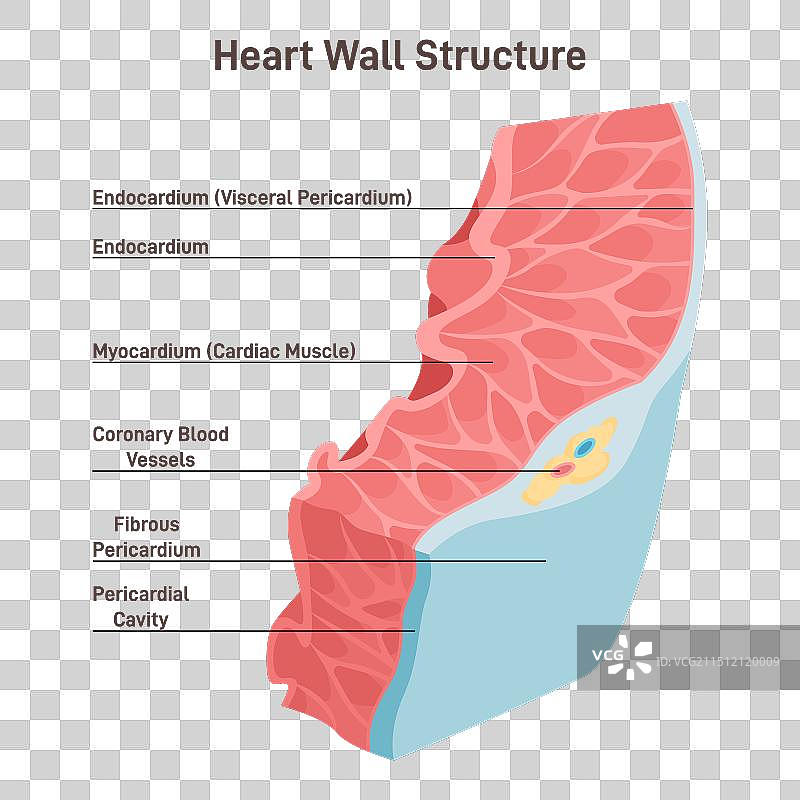 心脏壁结构模型图片素材