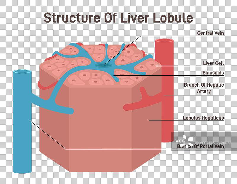 肝小叶结构六边形部分图片素材