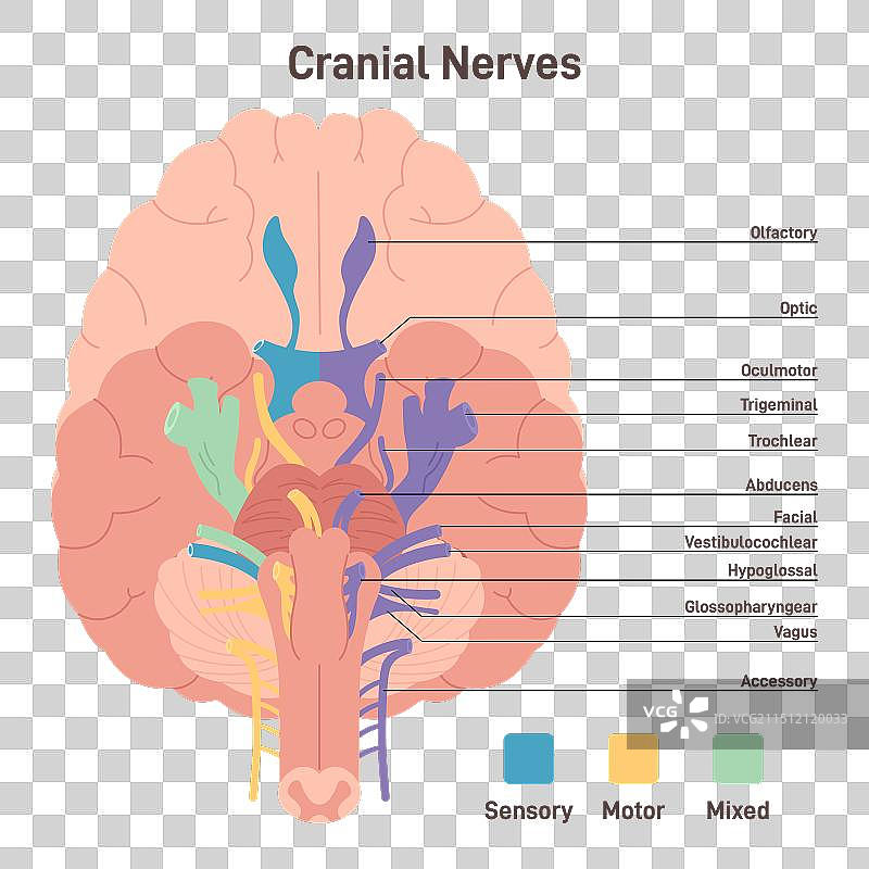 人脑神经截面图图片素材