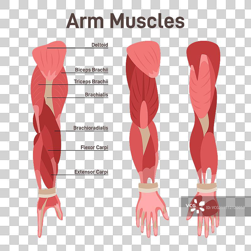手臂肌肉解剖教学图图片素材