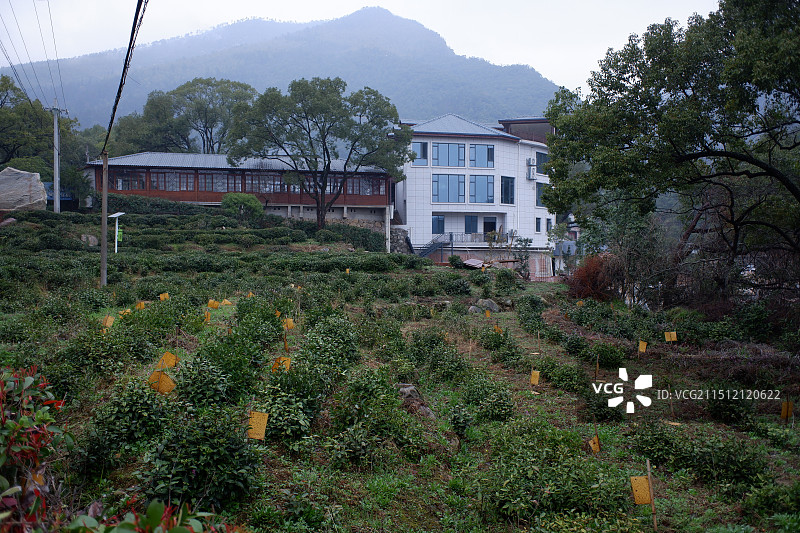 庐山云雾茶图片素材