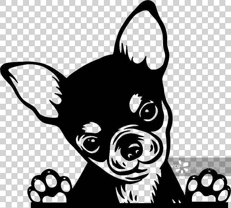 偷看的吉娃娃小狗图片素材