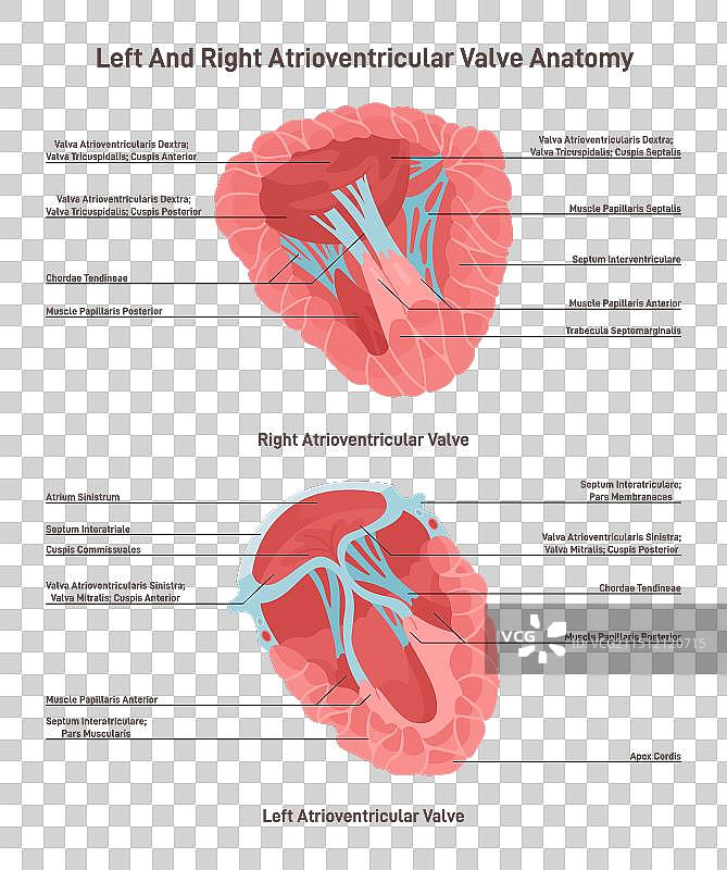 人类心脏左右横截面图片素材