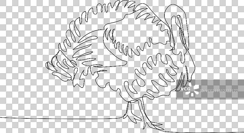 土耳其家禽鸟类单线艺术连续图片素材