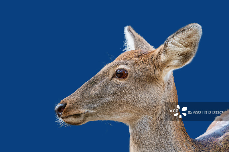 动物，鹿的头部特写图片素材