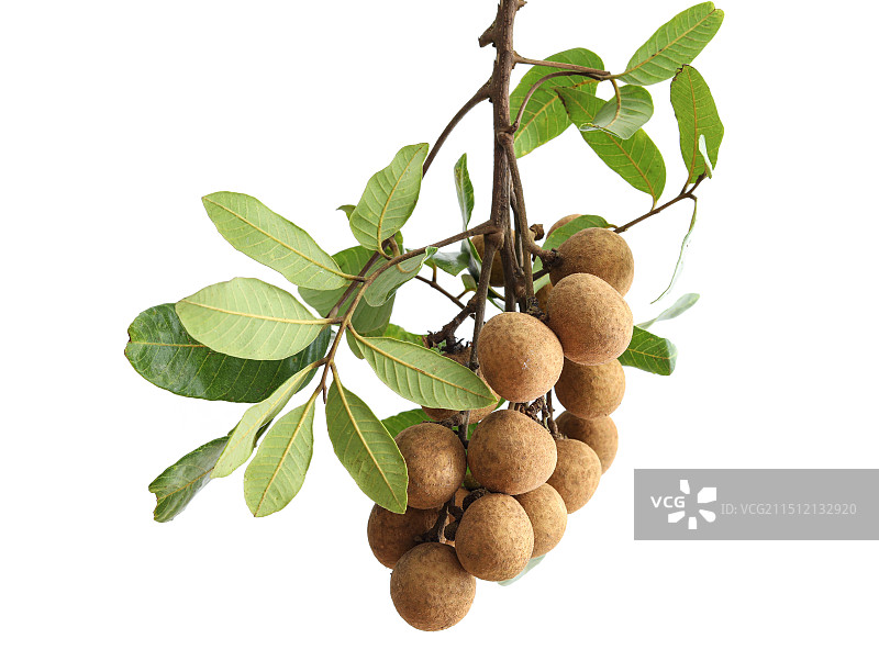 一串夏天广东热带水果龙眼桂圆的白底图图片素材
