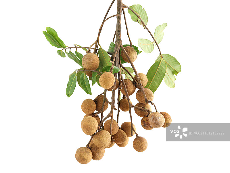 一串夏天广东热带水果龙眼桂圆的白底图图片素材