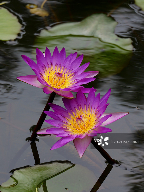 湖中两只莲花的特写镜头图片素材