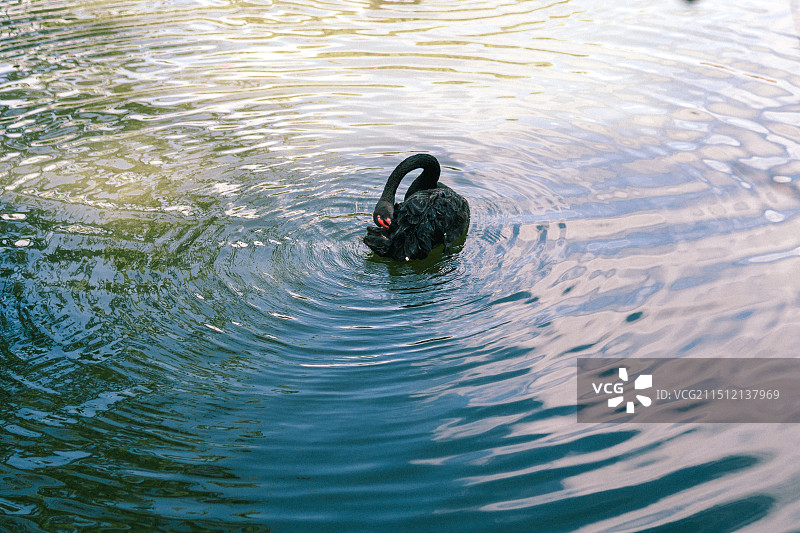 昆明动物园里的黑天鹅图片素材