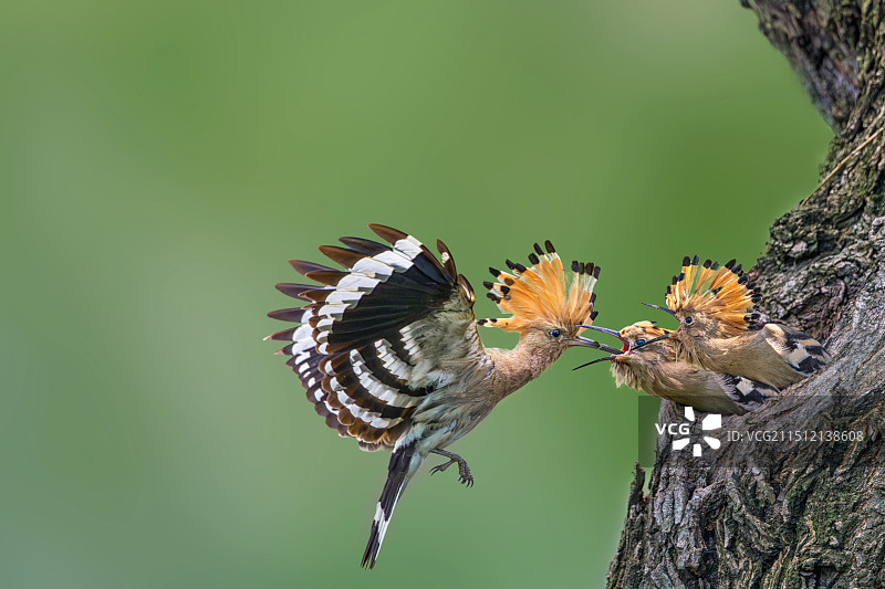 戴胜育雏3图片素材