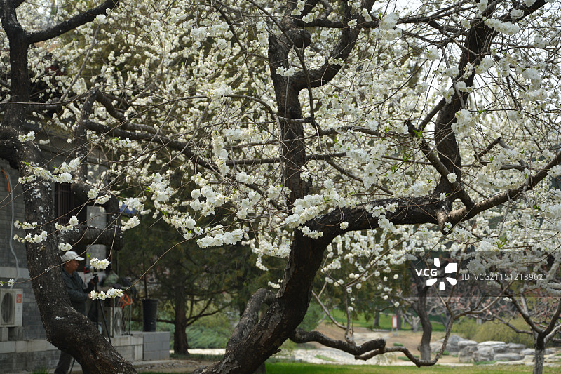 春天公园中的山桃花图片素材