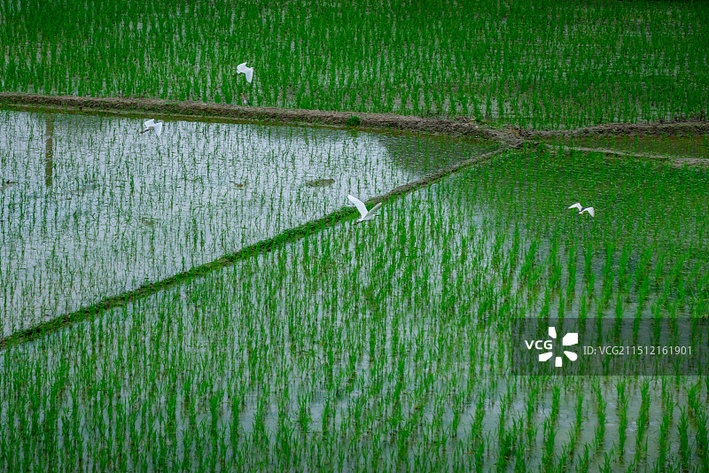 绿色的茭白田里，鸟儿在飞翔图片素材