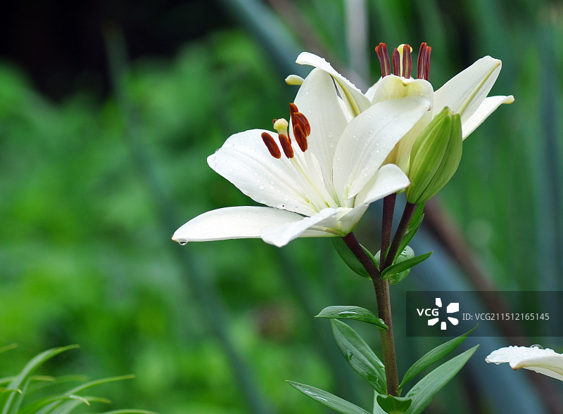百合花图片素材
