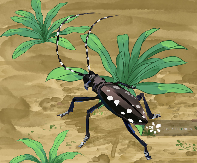 虫子昆虫铁骨牛天牛科普科学户外资讯幼虫蛀虫害虫元素素材土地泥土草丛野草户外插画图片素材