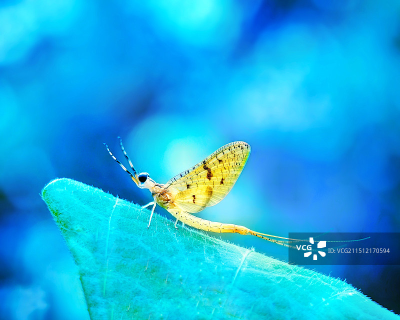 植物上蜉蝣特写镜头图片素材
