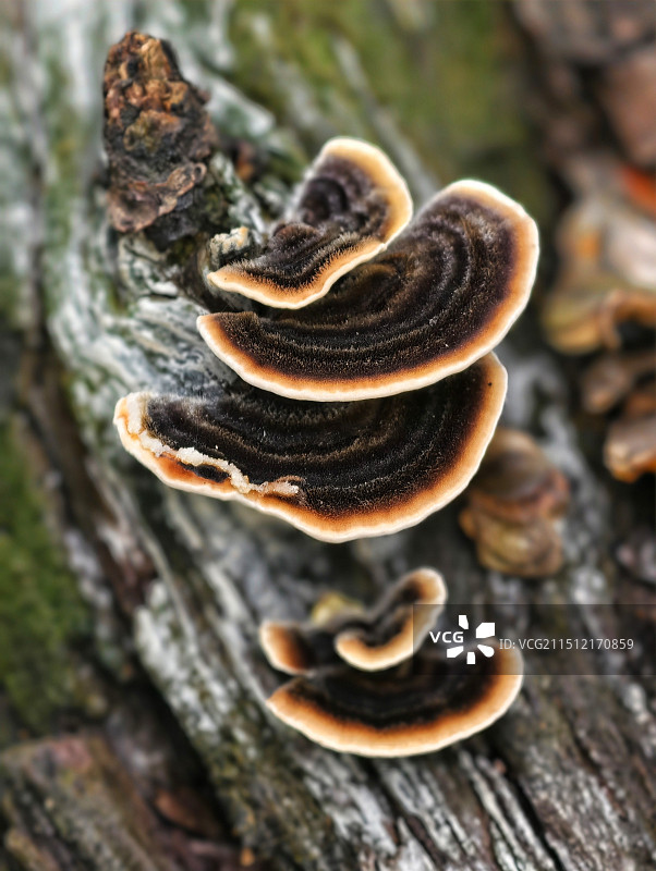 桃树上的野生黑木耳图片素材