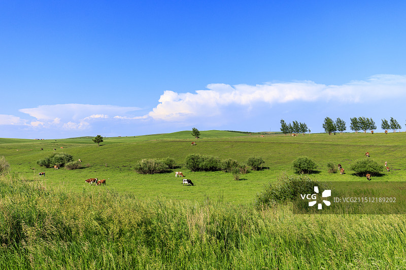 内蒙古自治区呼伦贝尔市新巴尔虎左旗呼伦贝尔草原的牧区的自然风光图片素材