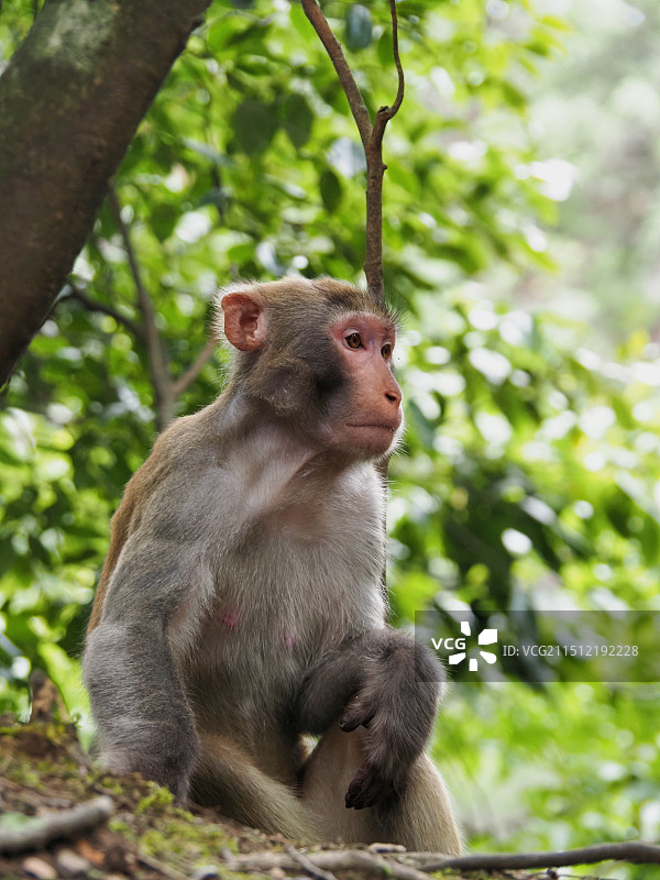 张家界武陵源图片素材