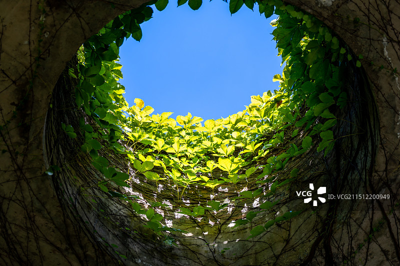 晴朗蓝天下的黄花植物俯视图 犹如坐井观天 阳光普照大地 阳江了园（郑国谷美术馆）图片素材