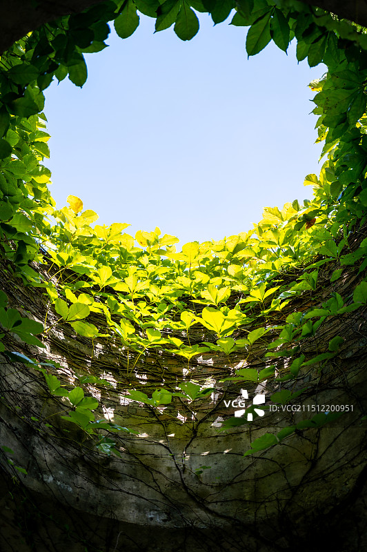 晴朗蓝天下的黄花植物俯视图 犹如坐井观天 阳光普照大地 阳江了园（郑国谷美术馆）图片素材