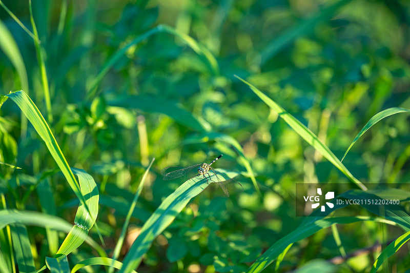 植物上蜻蜓特写镜头 广东阳江金鸡岭图片素材