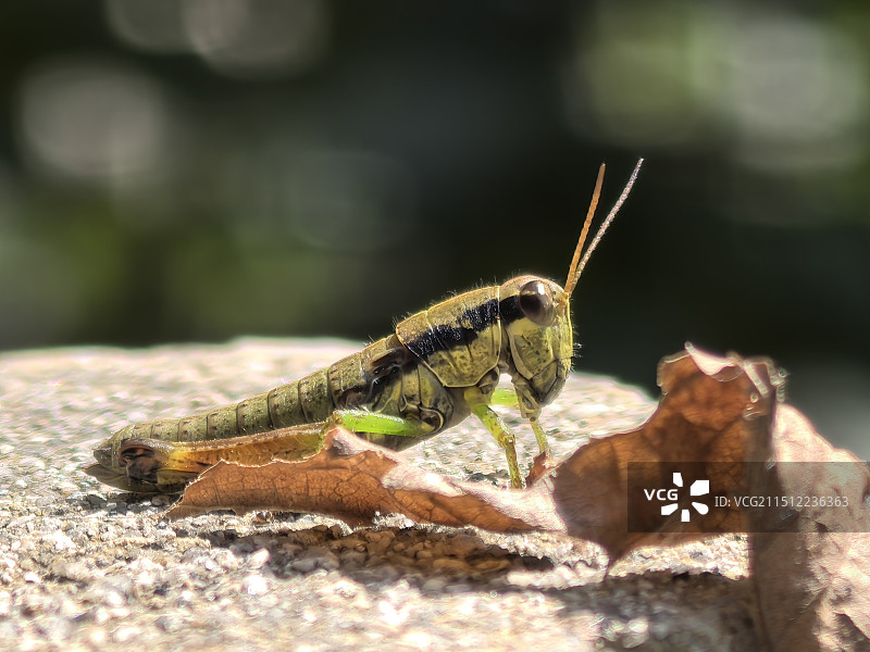沐浴阳光的蚂蚱图片素材