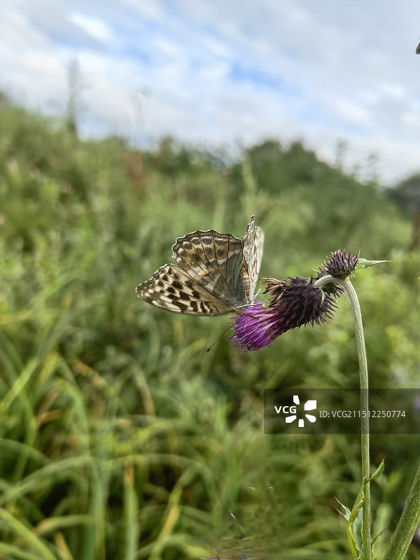 落在大蓟上的蛱蝶图片素材