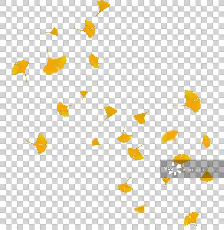 秋天飞散的银杏叶素材图片素材