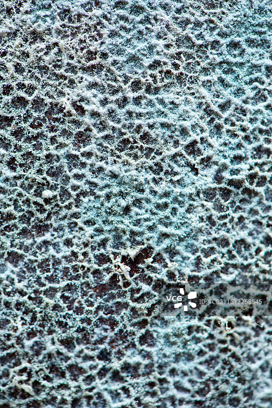 发霉霉菌真菌特写图片素材