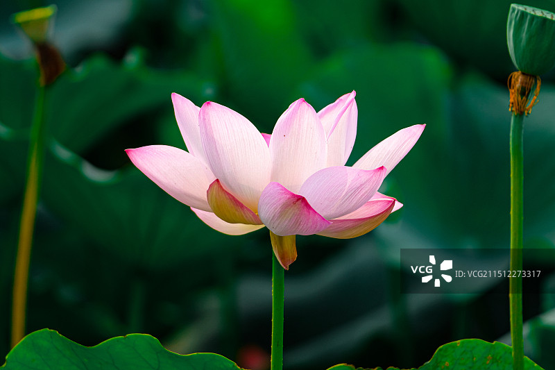 龙潭西湖公园荷花莲花图片素材