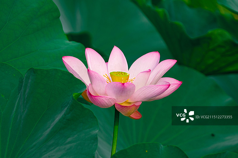 龙潭西湖公园荷花莲花图片素材