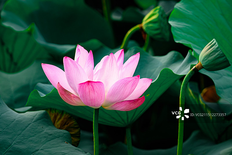 龙潭西湖公园荷花莲花图片素材