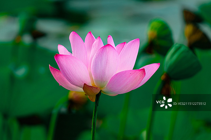 龙潭西湖公园荷花莲花图片素材