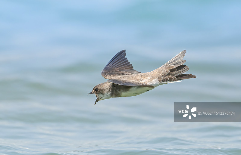 崖沙燕图片素材