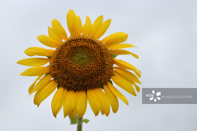 向日葵图片素材